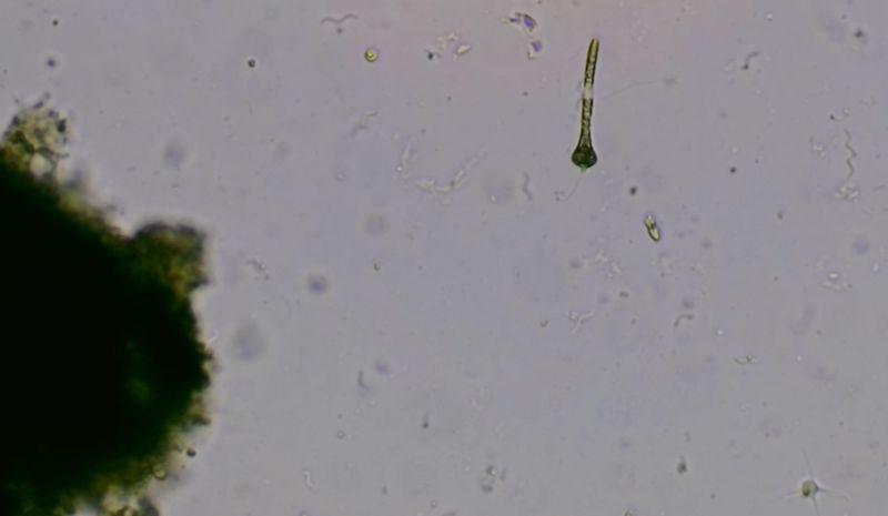Title image for Euglenid Motion in flagellates